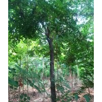 國槐苗 花椒苗 皂角苗 香椿苗 北欒苗 法桐 白皮松