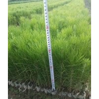 100%存活率80--100公分濕地松移栽苗供應(yīng)