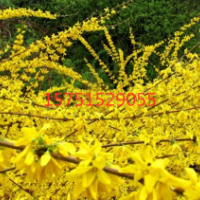 現(xiàn)有連翹小苗基地_急售_現(xiàn)挖現(xiàn)發(fā)_基地直銷