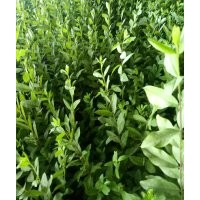 金葉榆 水蠟 丁香 連翹 榆葉梅 紅葉小檗 紫葉矮櫻 冬青 衛(wèi)矛 小