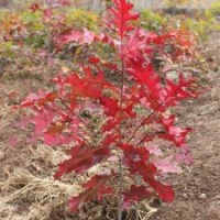 娜塔櫟小苗 基地娜塔櫟樹批發(fā)