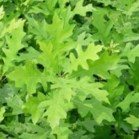 沼生櫟 櫟樹新品種 九農(nóng)櫟樹