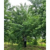 嵊州市高家花卉果苗園藝場：樂昌含笑，叢生桂花,黃金槐，茶梅,紅