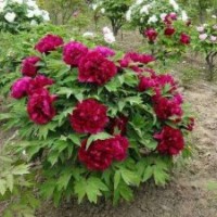 牡丹，觀賞牡丹，牡丹苗