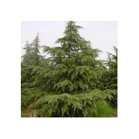 南京苗圃場供雪松，蜀檜，廣玉蘭，白玉蘭等綠化苗木