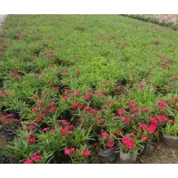 成都供應(yīng)石竹批發(fā)