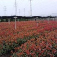★紅葉石楠★ 金森女貞★ 毛娟 ★ 海桐 ★ 紅花繼木★ 無刺構(gòu)骨