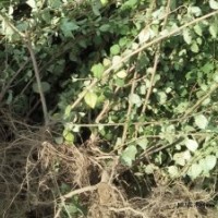 藥用連翹苗基地培育2年連翹苗3年連翹苗