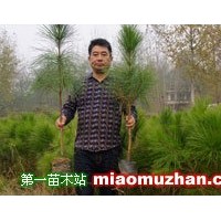 50cm高度濕地松樹苗供應(yīng)-希望苗圃基地直發(fā)