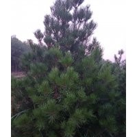 供應(yīng)白皮松 側(cè)柏 油松 雪松 華山松 國槐 刺槐花椒