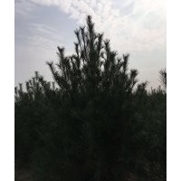 出售自家地1.5~22米白皮松3000棵