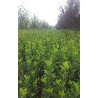 長期供應(yīng)綠化小苗