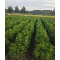 2年生80至100cm濕地松苗供應(yīng) 價(jià)格實(shí)惠_隨州希望苗圃