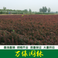 紫葉小檗 紫葉小檗苗