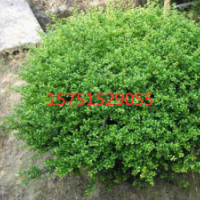 大量出售冬青球_求購冬青小苗-榮慶苗圃_存活率高_(dá)價格低