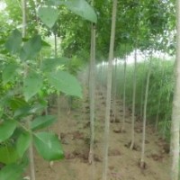 山東魯蠟5號(hào)苗圃 5號(hào)小白蠟 苗圃慶云茂達(dá)苗木