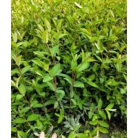 金絲桃小苗批發(fā)基地 金絲桃工程苗子價(jià)格