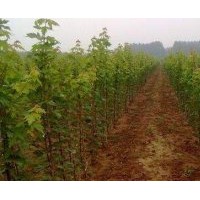 正宗美國改良紅楓（秋火焰紅楓）美楓美國紅楓小苗