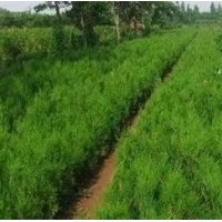 大量供應(yīng)側(cè)柏，花椒苗