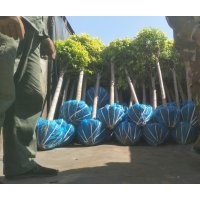 金葉榆，叢生金葉榆