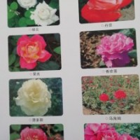 定州孫彬月季園