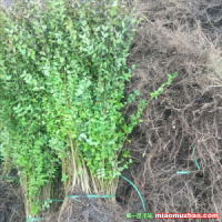 綠化小葉女貞價(jià)格今年怎么樣？