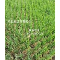 河北廊坊馬蘭專供