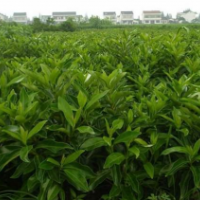 主要規(guī)格有一二年生的日本冬青小苗以及60-180公分冠幅的日本冬青