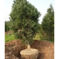 哪里有白皮松？白皮松多少錢？