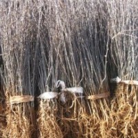 大紅袍花椒苗，0.5公分花椒苗1年花椒苗