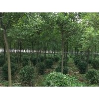 許昌襄城縣供應大葉女貞