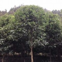 大量供應(yīng)低價(jià)紅豆杉、桂花