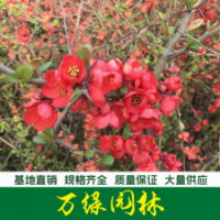 貼梗海棠 貼梗海棠苗