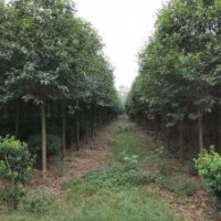 8-12公分大葉女貞