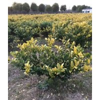 苗圃直供金森女貞，金邊黃楊，紅葉石楠，無刺構(gòu)骨