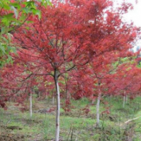 江蘇榮慶園林紅葉羽毛楓直供 低價(jià)銷售