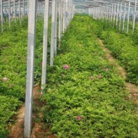 大量出售中天玫瑰缽苗當(dāng)年苗