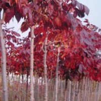 山東紅葉白蠟小苗價格 美國紅葉白蠟 苗圃慶云茂達苗木