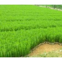 海寧濕地松_平湖濕地松苗供應(yīng)-隨州希望苗圃