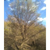 供應油松-云杉-五角楓-白樺-等等各種大樹及小樹