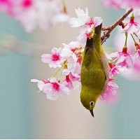 2019年新品種“紅粉佳人櫻”，紅粉佳人櫻