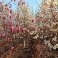 出售精品玉蘭、金銀木、黃金槐、杏樹、紅梅