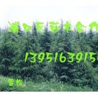 直供【雪松苗木】