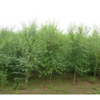 大量供應(yīng)；白榆、榆樹、刺槐、香花槐