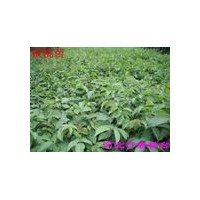 低價(jià)供應(yīng)核桃苗