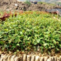 供應西南樺組培容器苗