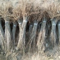 大量供應(yīng)各種規(guī)各的紫穗槐