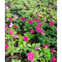 成都供應(yīng)矮牽牛