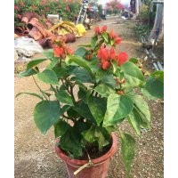 三角梅，批發(fā)價(jià)格美麗，質(zhì)量保證，信譽(yù)....