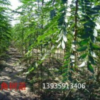 供應(yīng)皂角苗 刺槐苗 國槐苗 花椒苗 連翹苗 鈣果苗